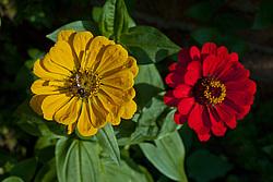 ������ ������� (Zinnia elegans) Common Zinnia