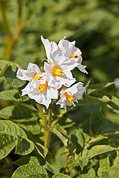 ��������� (Solanum tuberosum) - Potato
