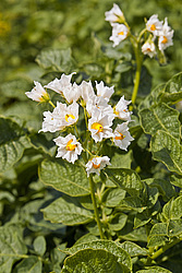 ��������� (Solanum tuberosum) - Potato