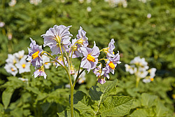 ��������� (Solanum tuberosum) - Potato