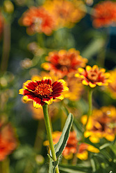 ������ ���� (Zinnia haageana) - Mexican Zinnia