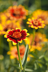 ������ ���� (Zinnia haageana) - Mexican Zinnia