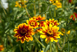 ������ ���� (Zinnia haageana) - Mexican Zinnia