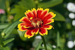 ������ ���� (Zinnia haageana) - Mexican Zinnia