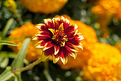 ������ ���� (Zinnia haageana) - Mexican Zinnia