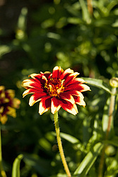 ������ ���� (Zinnia haageana) - Mexican Zinnia