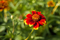 ������ ���� (Zinnia haageana) - Mexican Zinnia