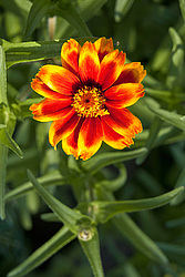 ������ ���� (Zinnia haageana) - Mexican Zinnia