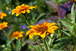 ������ ���� (Zinnia haageana) - Mexican Zinnia