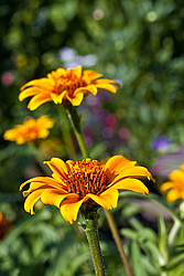 ������ ���� (Zinnia haageana) - Mexican Zinnia