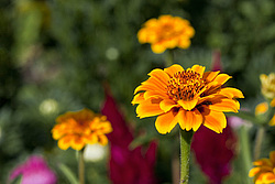 ������ ���� (Zinnia haageana) - Mexican Zinnia
