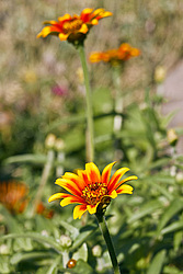 ������ ���� (Zinnia haageana) - Mexican Zinnia