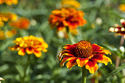 ������ ���� (Zinnia haageana) - Mexican Zinnia