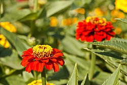 ������ ������� (Zinnia elegans) Common Zinnia