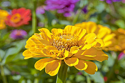 ������ ������� (Zinnia elegans) Common Zinnia