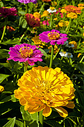 ������ ������� (Zinnia elegans) Common Zinnia