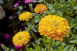 ������ ������� (Zinnia elegans) Common Zinnia