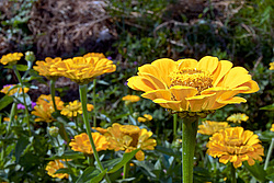 ������ ������� (Zinnia elegans) Common Zinnia