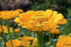 ������ ������� (Zinnia elegans) Common Zinnia