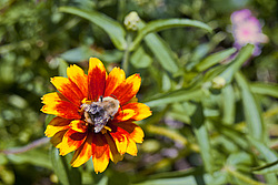 ������ ���� (Zinnia haageana) - Mexican Zinnia