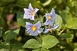 ��������� (Solanum tuberosum) - Potato