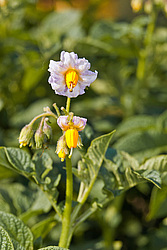 ��������� (Solanum tuberosum) - Potato