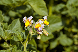 ��������� (Solanum tuberosum) - Potato