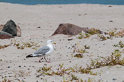 ����������� ����� (Larus argentatus)