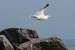 ����������� ����� (Larus argentatus)