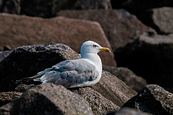 ����������� ����� (Larus argentatus)