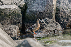 ������ (Anas platyrhynchos)