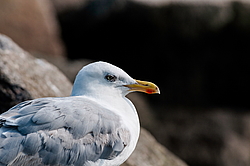 ����������� ����� (Larus argentatus)
