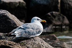 ����������� ����� (Larus argentatus)