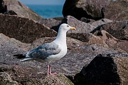 ����������� ����� (Larus argentatus)