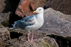 ����������� ����� (Larus argentatus)