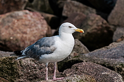 ����������� ����� (Larus argentatus)