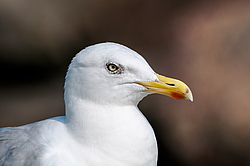 ����������� ����� (Larus argentatus)