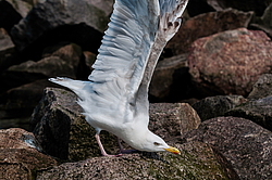 ����������� ����� (Larus argentatus)