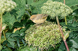 Ƹ���� ���������� (Dendroica petechia)