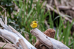 Ƹ���� ���������� (Dendroica petechia)