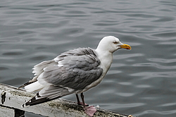 ����������� ����� (Larus argentatus)