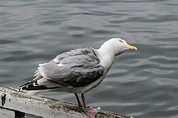 ����������� ����� (Larus argentatus)