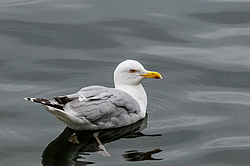 ����������� ����� (Larus argentatus)