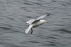 ����������� ����� (Larus argentatus)