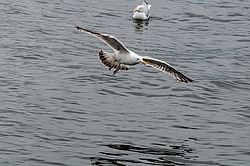����������� ����� (Larus argentatus)