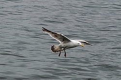 ����������� ����� (Larus argentatus)