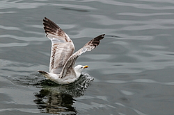 ����������� ����� (Larus argentatus)