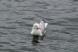 ����������� ����� (Larus argentatus)