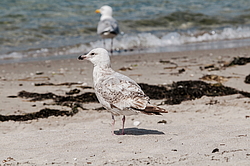 ����������� ����� (Larus argentatus)