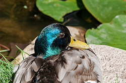 ������ (Anas platyrhynchos)